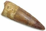 Fossil Spinosaurus Tooth - Feeding Worn Tip #376574-1